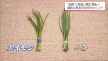 ニラとスイセン見分けられる？　誤食による食中毒　死亡例も…身近に潜む有毒植物の罠