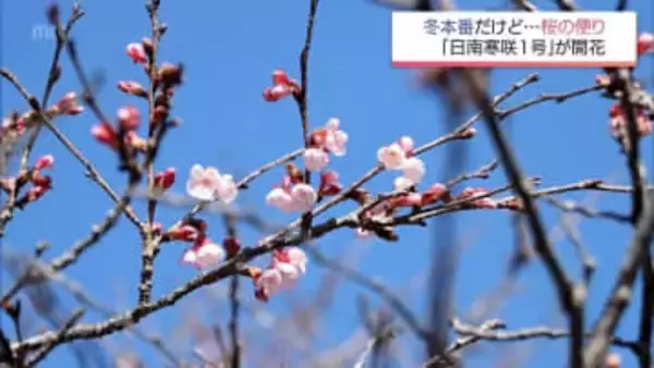 冬本番ですが桜の便り　日南市北郷町で「日南寒咲1号」　咲き始める