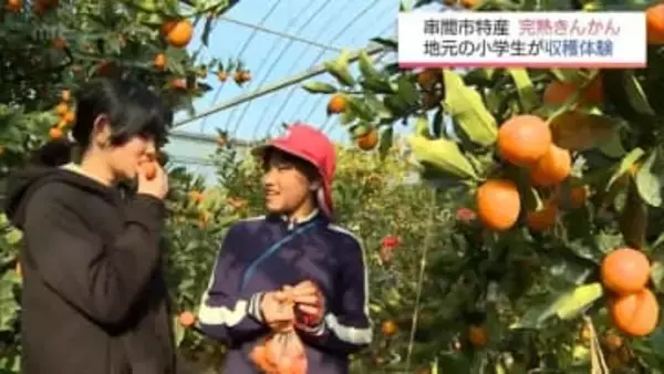 串間市特産「完熟きんかん」の収穫体験　地元の小学生らが旬の味覚を堪能