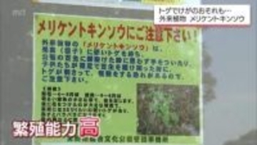 芝生に潜む"刺客" 外来植物 「メリケントキンソウ」に要注意！足裏にチクリと痛み【MRT2025年度話題の記事】