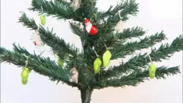 ツリー彩る飾りは体長3センチの生き物　鮮やかな緑と金色は旅するチョウのアサギマダラのサナギ