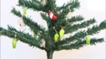 ツリー彩る飾りは体長3センチの生き物　鮮やかな緑と金色は旅するチョウのアサギマダラのサナギ