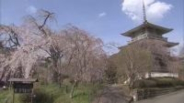 樹齢約300年　五ヶ瀬・浄専寺のしだれ桜が満開　宮崎県指定天然記念物