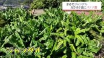 まるでジャングル･･･カラオケ店にバナナ5万本！1本の苗木から50年かけ繁殖させた男性の思い【MRTニュース2025年を振り返る】