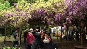 宮崎神宮　フジの花が見ごろ