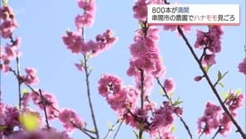 約800本が満開　串間市の農園で「ハナモモ」が見ごろに