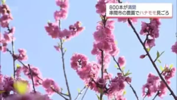 約800本が満開　串間市の農園で「ハナモモ」が見ごろに