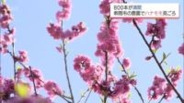 約800本が満開　串間市の農園で「ハナモモ」が見ごろに