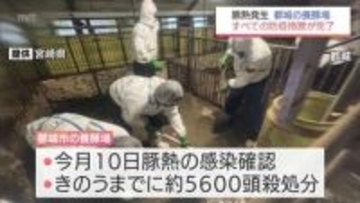 都城市の養豚場での「豚熱」　すべての防疫措置が完了　5日間でのべ約800人が従事