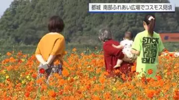 宮崎県内最大規模約400万本のコスモス　見ごろを迎える　都城市・南部ふれあい広場