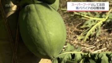 スーパーフードとして注目「青パパイア」　串間市で子供たちが収穫体験