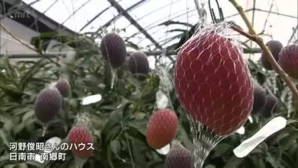 糖度が高く濃厚な甘さが楽しめる　宮崎特産「完熟マンゴー」　今季の収穫始まる