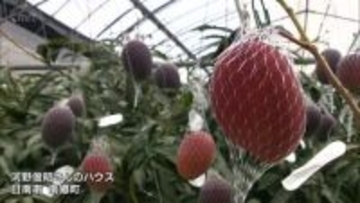 糖度が高く濃厚な甘さが楽しめる　宮崎特産「完熟マンゴー」　今季の収穫始まる