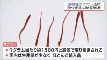 1g1500円と希少価値高い「サフラン」　産地化めざす延岡市で県外からの料理人が収穫体験