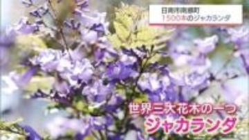 日南市南郷町の「ジャカランダ」見ごろ　今年は例年以上の花付きに　23日からジャカランダまつり開催