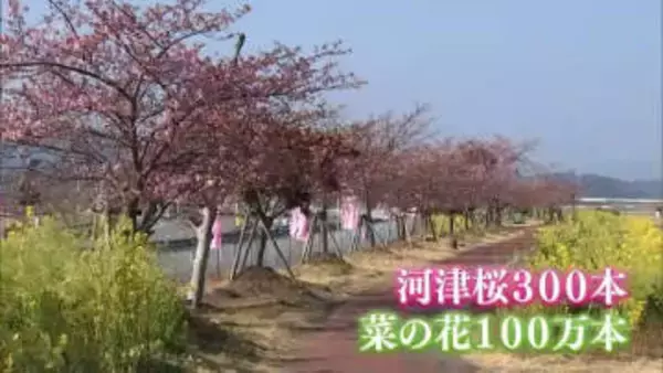 300本の河津桜に100万本の菜の花が見ごろに　延岡市の五ヶ瀬川沿い「コノハナロード」