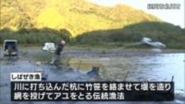 伝統のアユ漁「しばぜき漁」　延岡市北川町で最盛期迎える