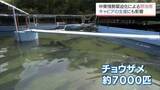 「高級食材キャビアの生産に中東情勢の影 電気代とエサ代が高騰し「今から厳しくなる」と懸念」の画像1