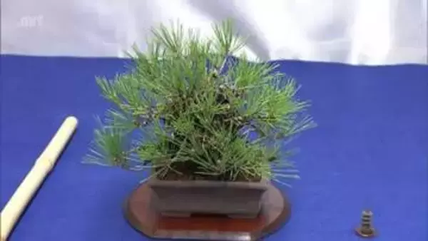 高さ30センチ以下の盆栽を集めた展示会　フローランテ宮崎で12日まで