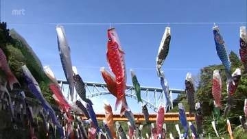 端午の節句を前に　日之影川に約250匹の「こいのぼり」