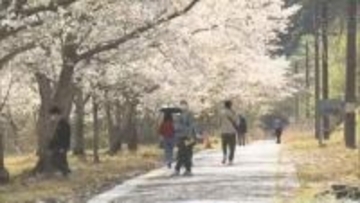 700本の桜が満開　旭化成東海工場を一般開放