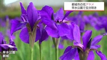 約42万本のアヤメが咲き始める　都城市の早水公園