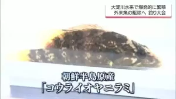 川で爆発的に繁殖する”厄介者”肉食魚「コウライオヤニラミ」生息域が急拡大　釣って食べて拡大食い止めろ【MRTニュース2025を振り返る】