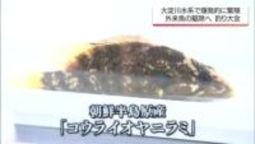 川で爆発的に繁殖する”厄介者”肉食魚「コウライオヤニラミ」生息域が急拡大　釣って食べて拡大食い止めろ【MRTニュース2025を振り返る】