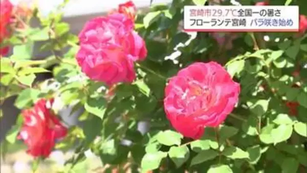 宮崎市で29.7℃と全国一の暑さに　フローランテ宮崎ではバラが咲き始める