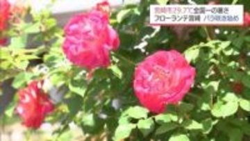 宮崎市で29.7℃と全国一の暑さに　フローランテ宮崎ではバラが咲き始める
