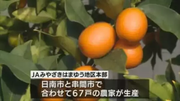 宮崎県の特産品　完熟きんかん収穫はじまる