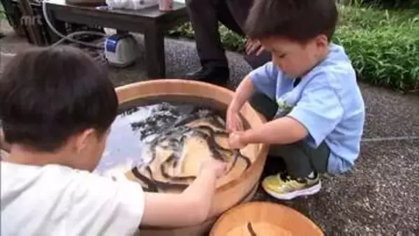 ウナギ専門店で子どもたちがウナギのつかみ取り体験