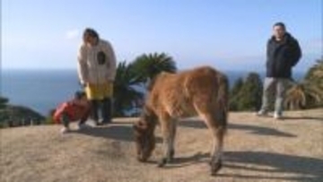 今年はうま年　野生馬が生息する串間市・都井岬の年始の観光客は去年の2倍に