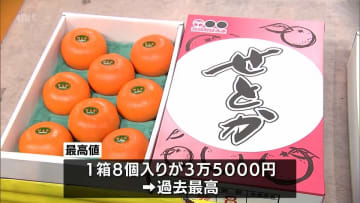 「みかんの大トロ」せとかの初競り　1箱8玉入りが3万5000円の過去最高値