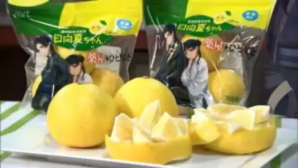 実が大きく例年より甘い　露地もの「日向夏」の初競り　1箱5キロで1万5000円の最高値