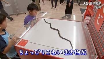 ヘビやクモなど見た目が怖がられている生き物にスポット「ちょっぴりこわい生き物展」　宮崎市の大淀川学習館で10月25日まで