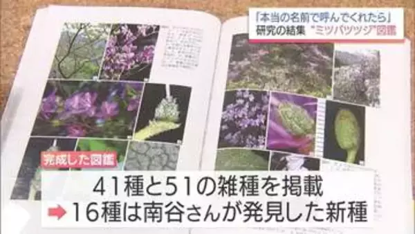 半世紀にわたる研究の集大成　詳しい判別方法が分かる「ミツバツツジ」の図鑑を出版　宮崎植物研究会の南谷忠志さん