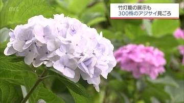 約300株のアジサイが見ごろに　宮崎市の平和台公園