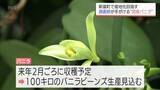 「バニラ主要産国に負けない香りを　新富町で調香師が栽培から発酵・乾燥まで手掛ける国内初のプロジェクト」の画像1