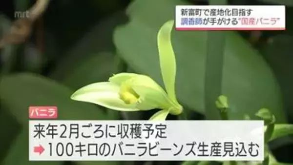 バニラ主要産国に負けない香りを　新富町で調香師が栽培から発酵・乾燥まで手掛ける国内初のプロジェクト