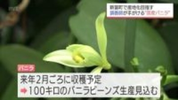 バニラ主要産国に負けない香りを　新富町で調香師が栽培から発酵・乾燥まで手掛ける国内初のプロジェクト