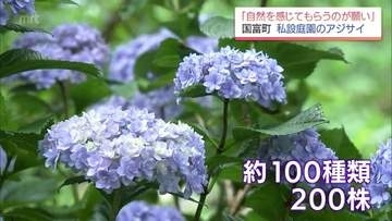 約100種200株のアジサイが見ごろに　国富町「花と自然の里山ガーデン」