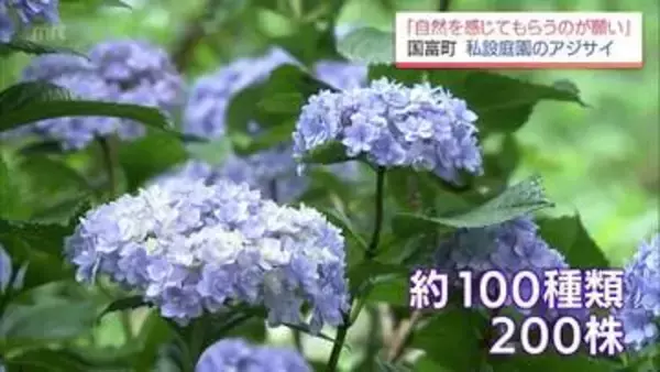 約100種200株のアジサイが見ごろに　国富町「花と自然の里山ガーデン」