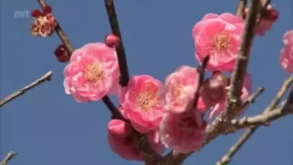 立春　宮崎市・市民の森では梅の花が咲き始める