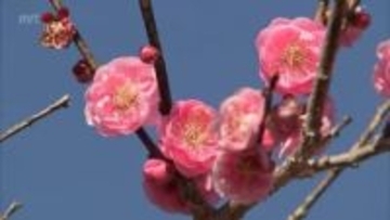立春　宮崎市・市民の森では梅の花が咲き始める