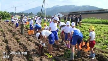 かんしょ生産盛んな串間市　地元の小学生が収穫体験