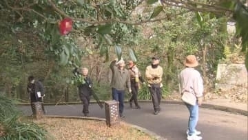 日本三大群落地の1つ　延岡・城山ヤブツバキを楽しむ会