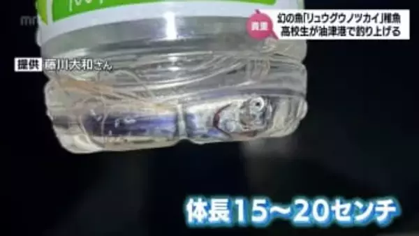 ペットボトルに入る大きさ　「幻の深海魚」リュウグウノツカイの稚魚？高校生が釣り上げる【MRTニュース2025を振り返る】