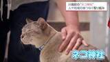 「SNSで話題　1200年の歴史誇る神社が「ネコ神社」に　七福猫や保護猫譲渡会で良縁つなぐ　川南町・白髭神社」の画像1