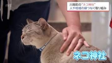 SNSで話題　1200年の歴史誇る神社が「ネコ神社」に　七福猫や保護猫譲渡会で良縁つなぐ　川南町・白髭神社